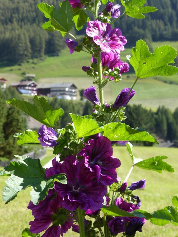 Haus Panoramablick Apartman Kals-am Großglockner Kültér fotó